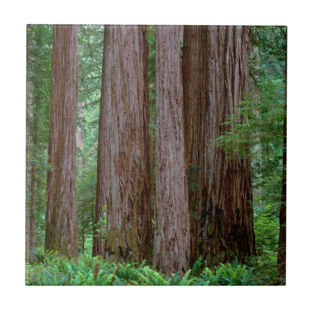 Ancient Redwoods Towering Tile (Front)