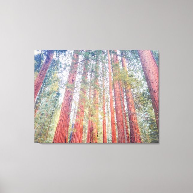 Ancient Sequoias  Canvas Print (Front)