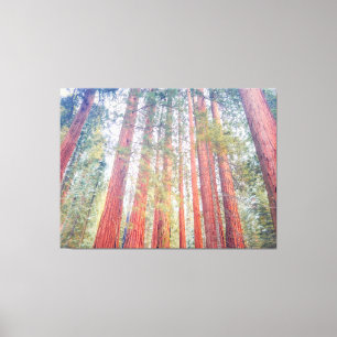 Ancient Sequoias  Canvas Print