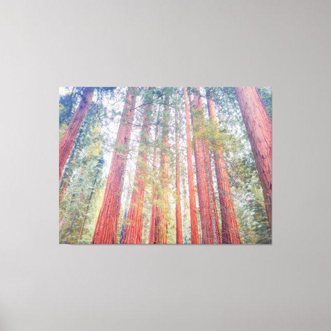 Ancient Sequoias  Canvas Print (Front)
