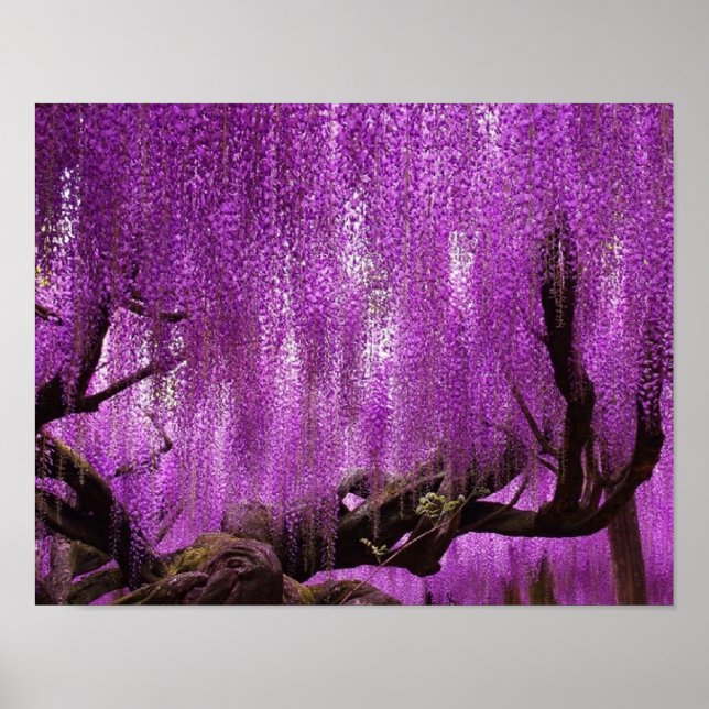 Ancient Wisteria Purple Lavender Flowers poster (Front)