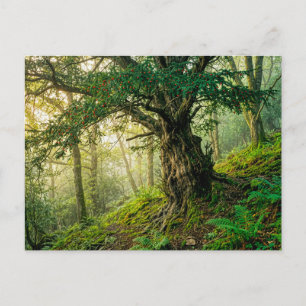 Ancient yew with red forest berries postcard
