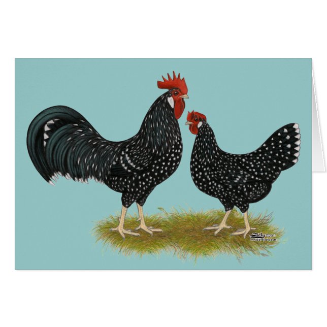 Ancona Chickens (Front Horizontal)