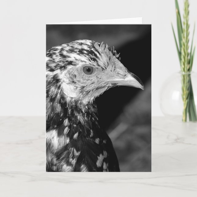 Ancona Hen Card (Front)