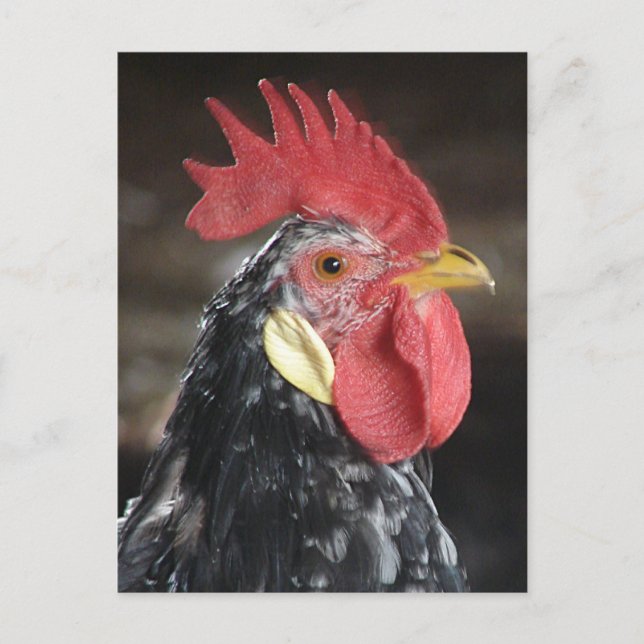 Ancona Roo Postcard (Front)