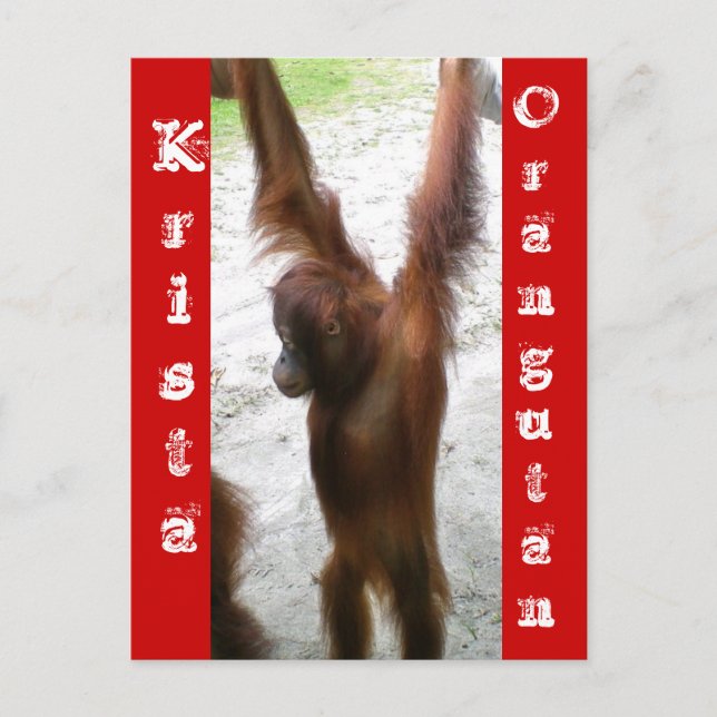 And the Winner is Krista Orangutan Postcard (Front)