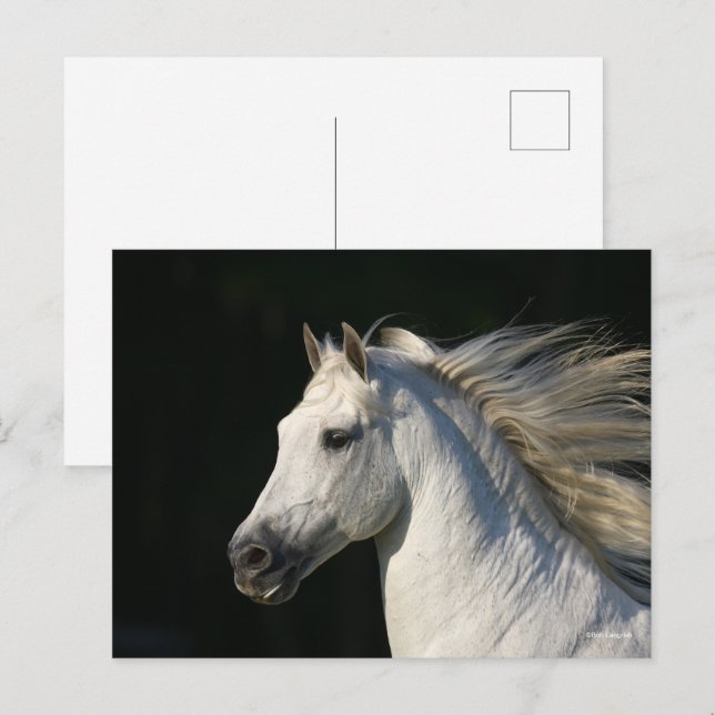 Andalucian Stallion Headshot Mane Flowing Postcard (Front/Back)