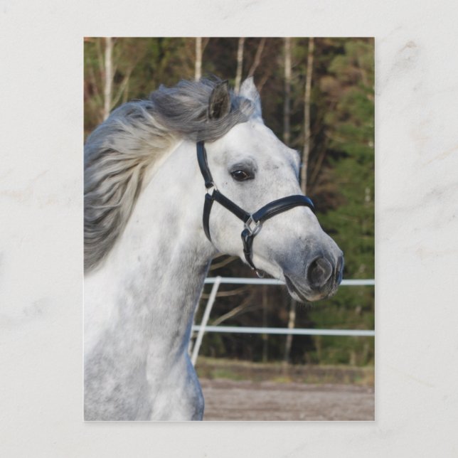 Andalusian 1 postcard (Front)