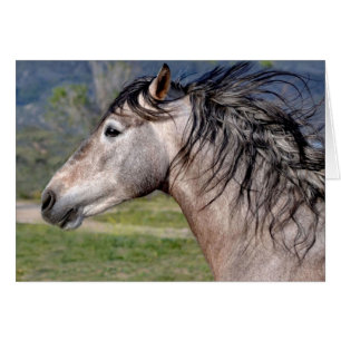 Andalusian Stallion Greeting Card