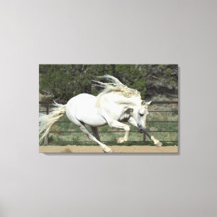 Andalusian Stallion running, PR Canvas Print