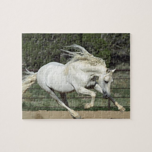 Andalusian Stallion running, PR Jigsaw Puzzle (Horizontal)