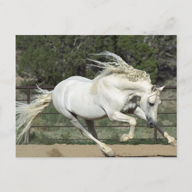 Andalusian Stallion running, PR Postcard (Front)