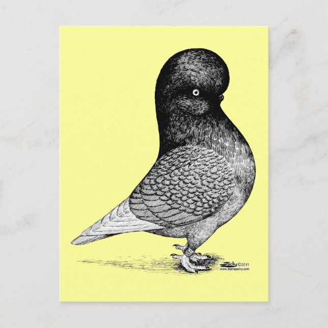 Andalusian Tumbler Pigeon Postcard (Front)