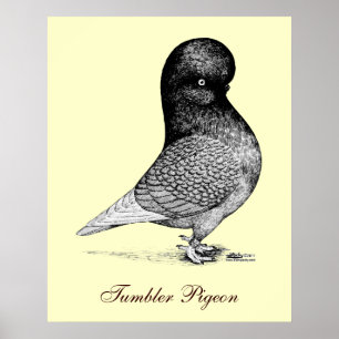 Andalusian Tumbler Poster