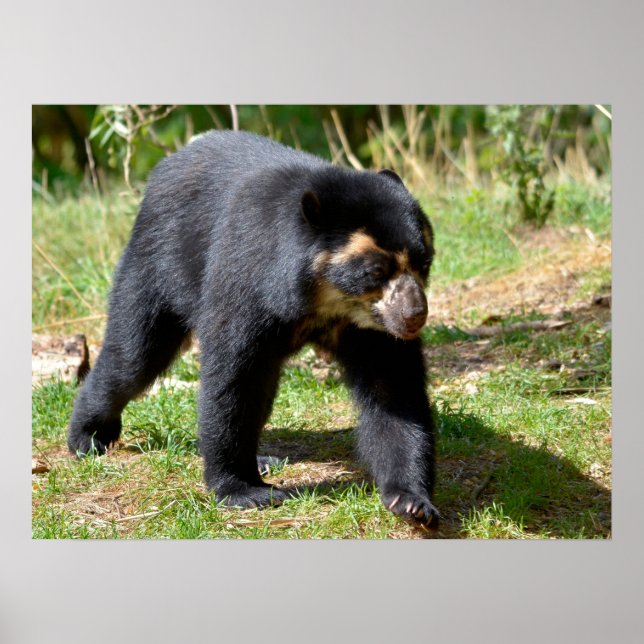 Andean bear walking on grass postcard T-Shirt Coff Poster (Front)
