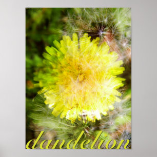 andelion poster