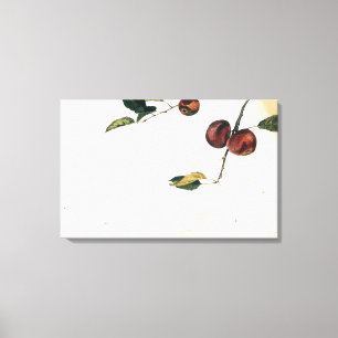 Andrew Wyeth - APPLES ON A BOUGH STUDY BEFORE PICK Canvas Print