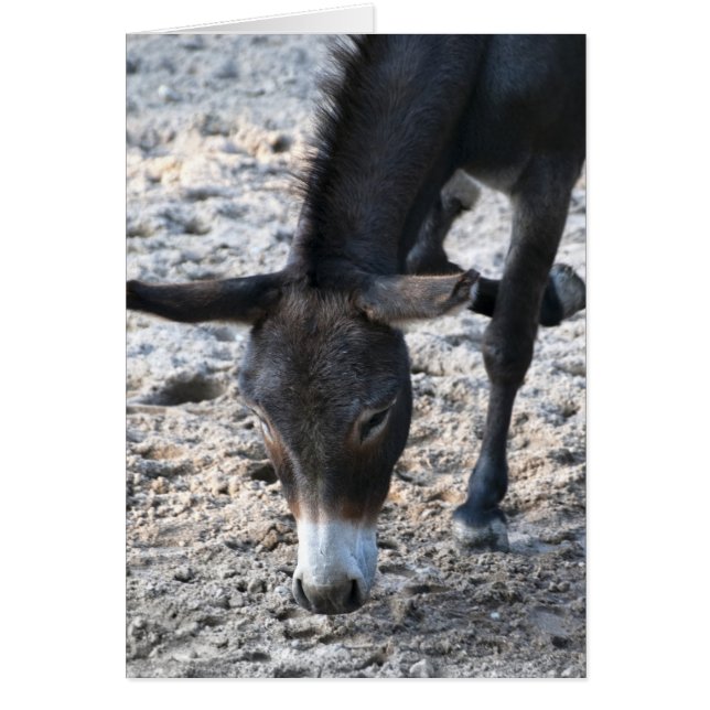 Âne (Devant)