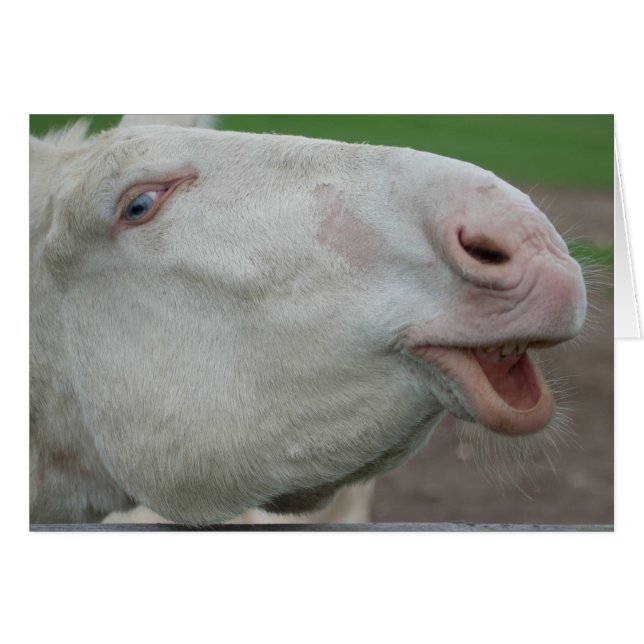 Âne baroque blanc (Devant horizontal)