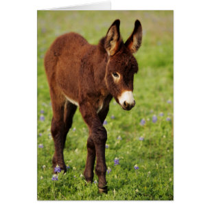 Âne de bébé dans les capots bleus