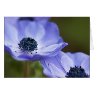 Anémone bleue