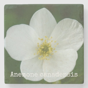 Anemone canadensis stone coaster