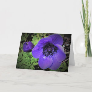 Anemone, card