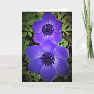 Anemone, card