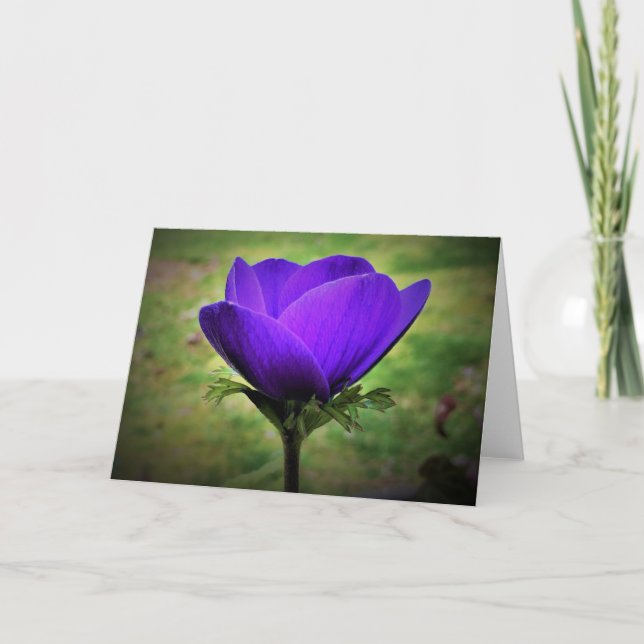 Anemone, card (Front)