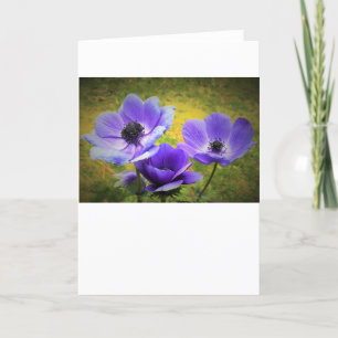 Anemone, card