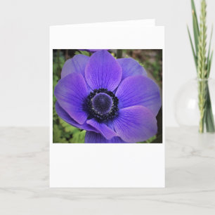 Anemone, card