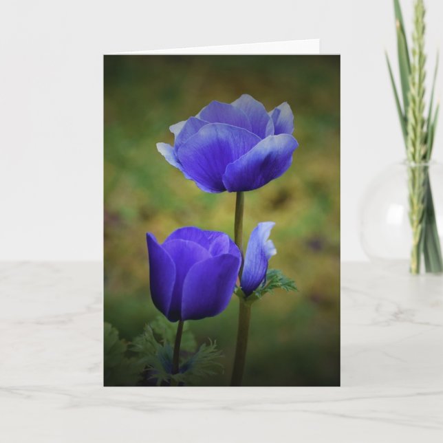 Anemone, card (Front)