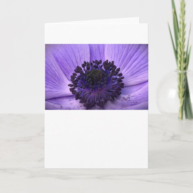 Anemone, card (Front)