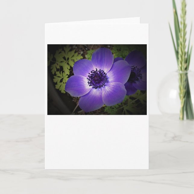 Anemone, card (Front)