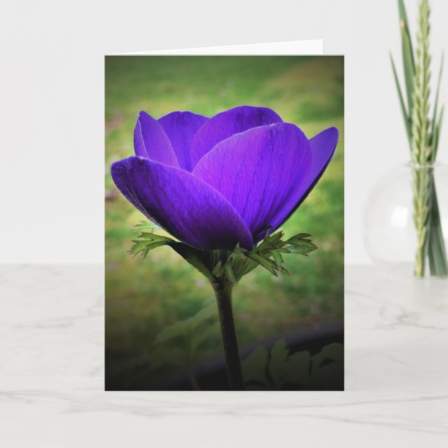 Anemone, card (Front)