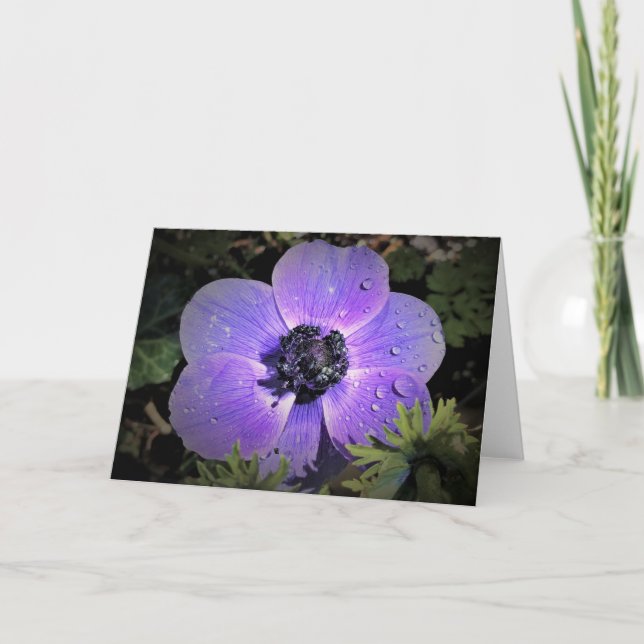 Anemone, card (Front)