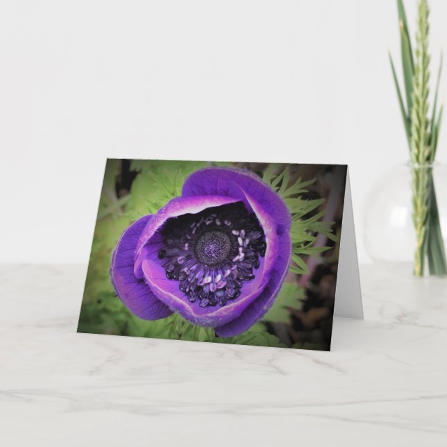 Anemone, card (Front)