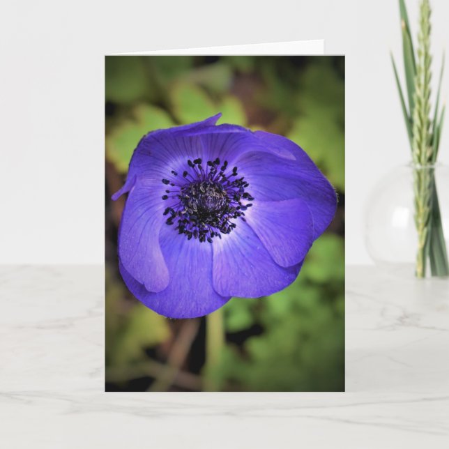 Anemone, card (Front)