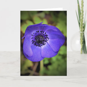 Anemone, card