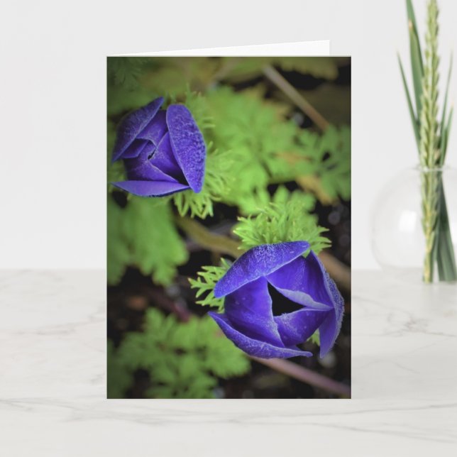 Anemone, card (Front)