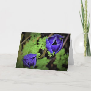 Anemone, card