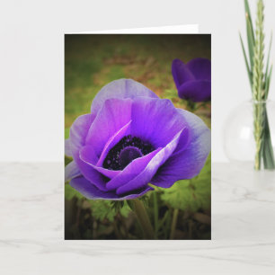 Anemone, card