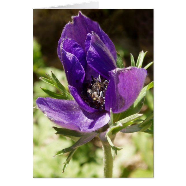 Anemone Card (Front)