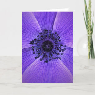 Anemone, card