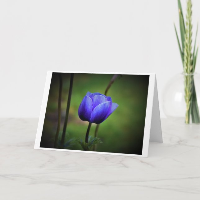 Anemone, card (Front)