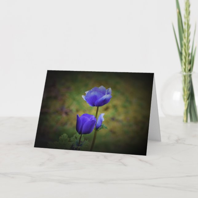 Anémone, carte (Devant)