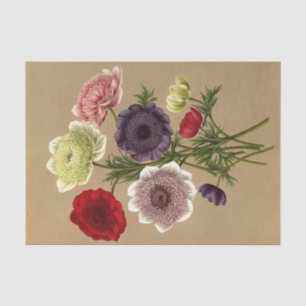 Anemone Coronaria Fl. Pl. (Doubles Anemones)  Tissue Paper