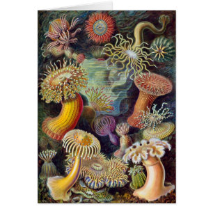 Anémone de la mer Vintage de Haeckel
