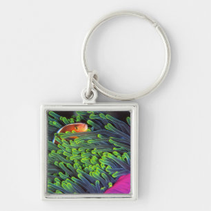 Anemone Fish Hiding In Anemone, Mozambique 2 Keychain