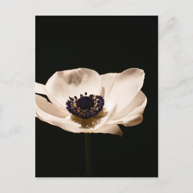Anemone flower postcard (Front)
